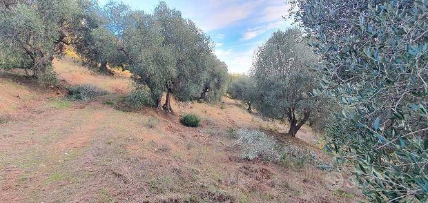 Terreno agricolo strada comunale delle strette 40c, castiglione paese, castiglione della pescaia