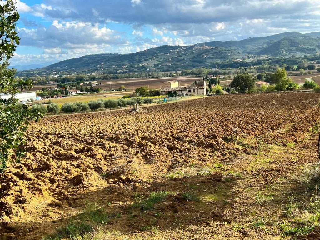 Terreno agricolo strada col di mezzo, torgiano