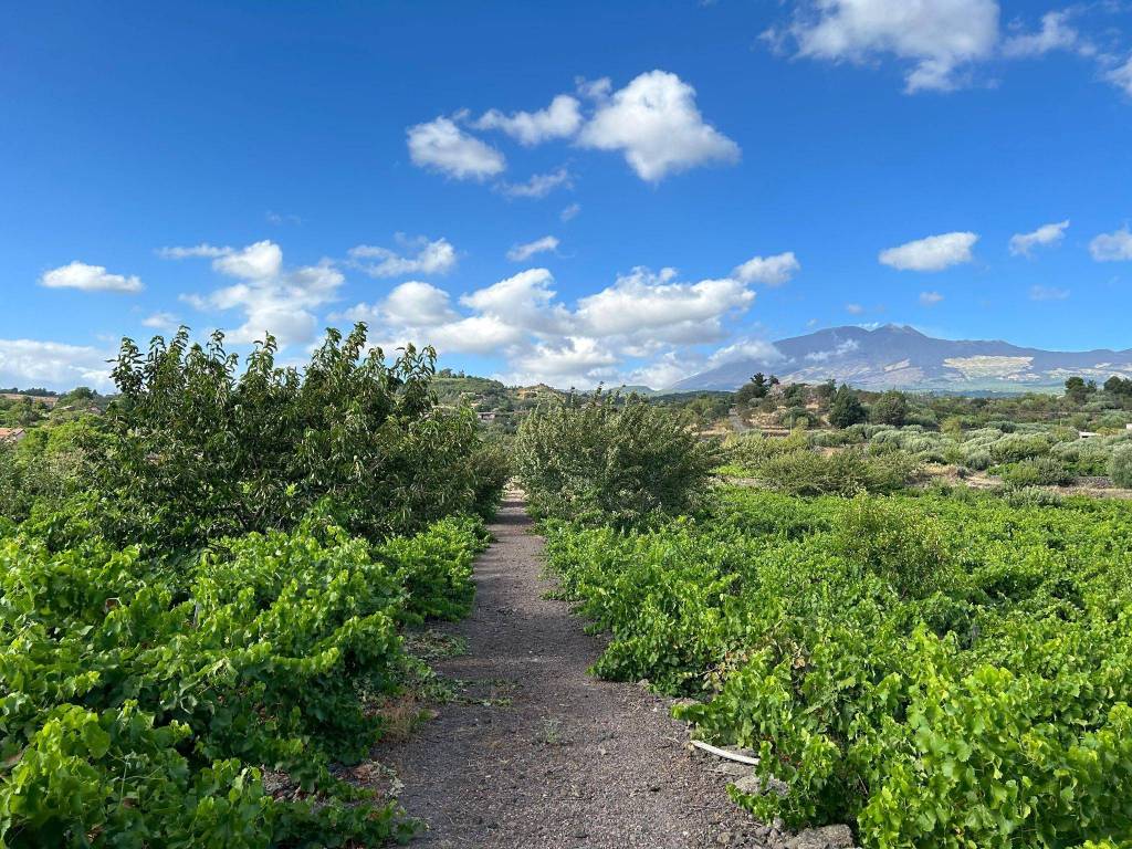 Terreno agricolo via del gelso, biancavilla