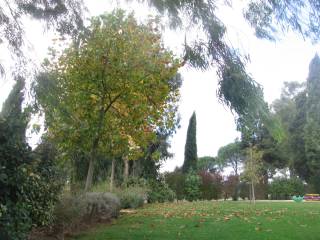 Giardino con alberi ad alto fusto