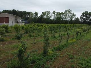 Terreno agricolo (Frutteto Bio) a Misinto