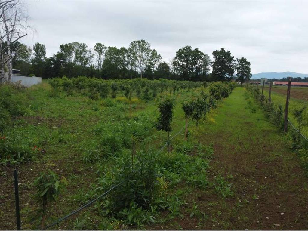 Terreno agricolo (Frutteto Bio) a Misinto