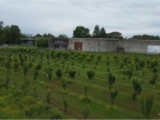 Terreno agricolo (Frutteto Bio) a Misinto