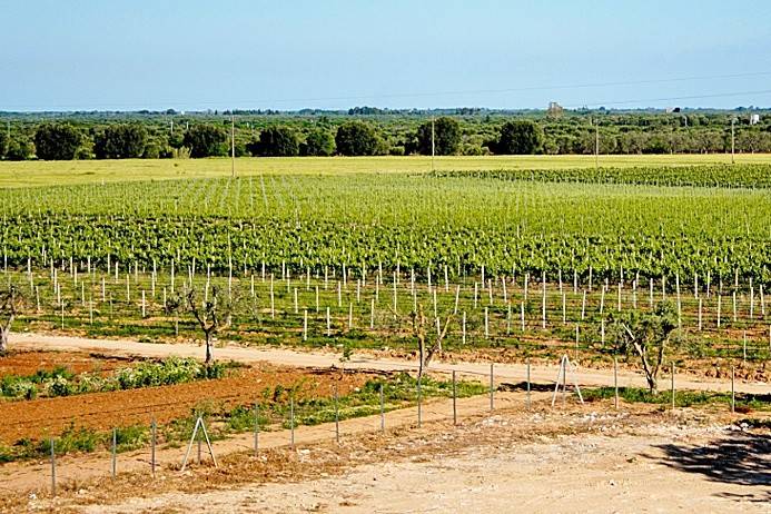 tenuta vitivinicola