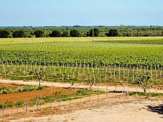 tenuta vitivinicola