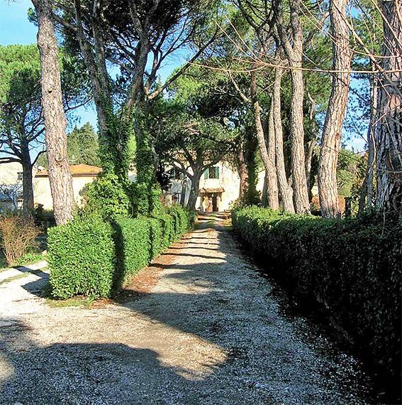 viale alberato