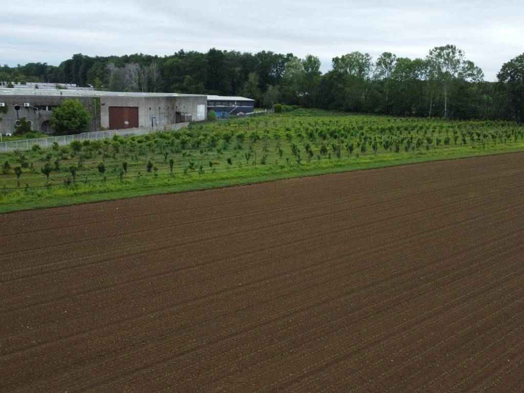 Terreno agricolo (Frutteto Bio) a Misinto