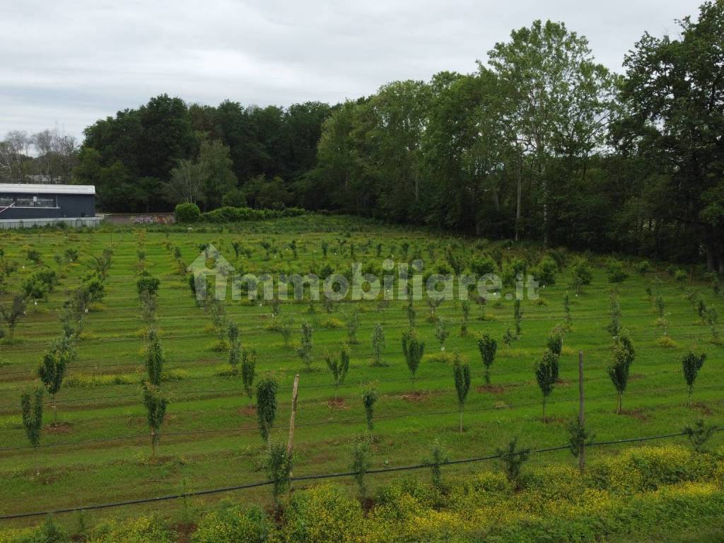 Terreno agricolo (Frutteto Bio) a Misinto