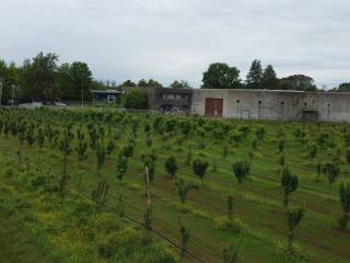 Terreno agricolo (Frutteto Bio) a Misinto