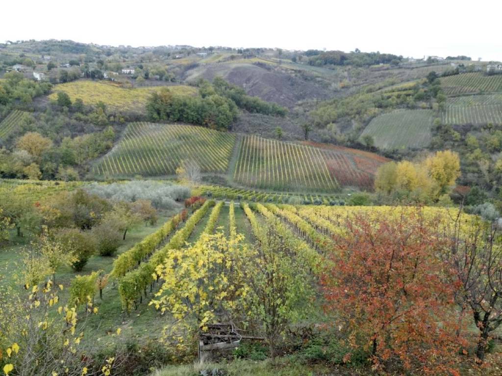 Terreno agricolo via marotta, santa paolina