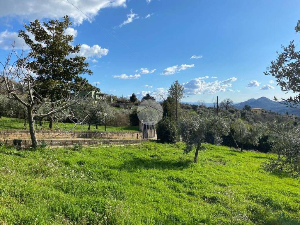 terreno agricolo e viale