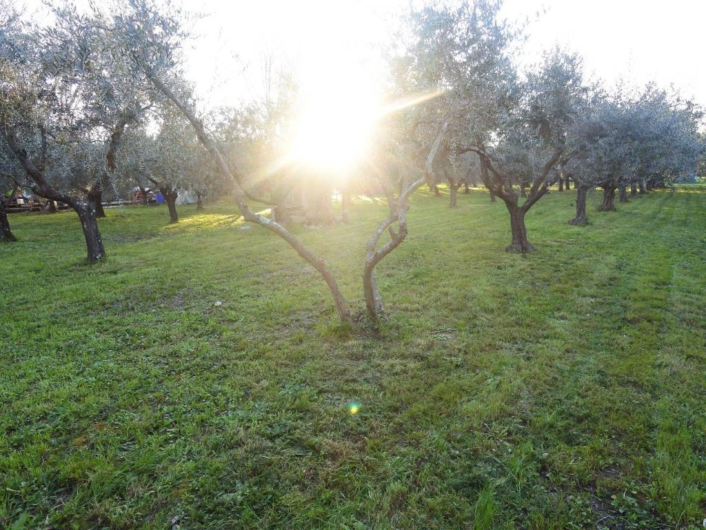 Terreno agricolo, san giusto, prato