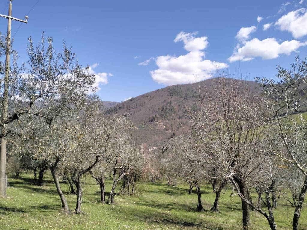 Terreno agricolo vocabolo vallefredda, arrone