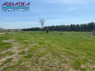 Circa 60 piante di ulivi