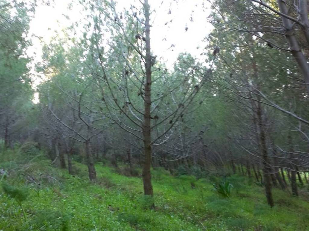 Terreno agricolo, sciacca