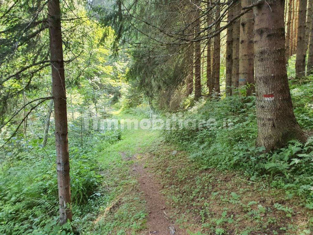 rudere baita vendita val di breguzzo 10