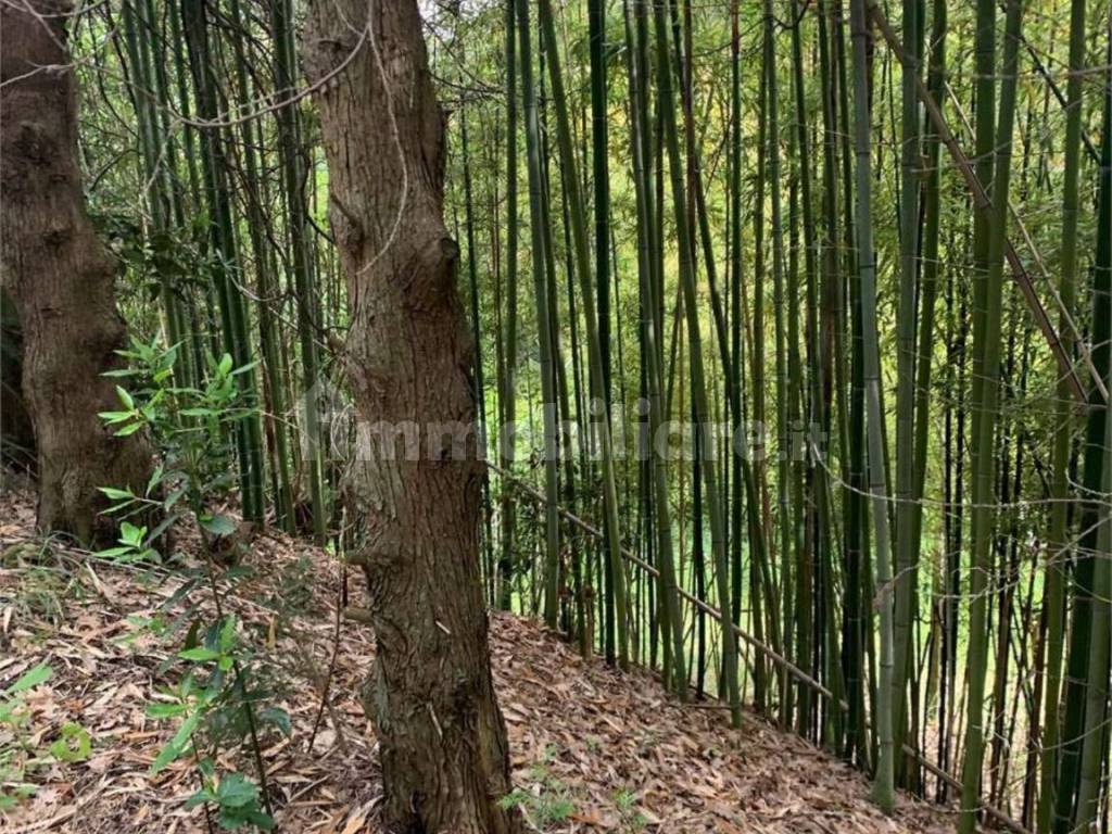 esterno bambù