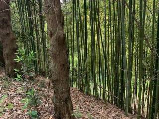 esterno bambù