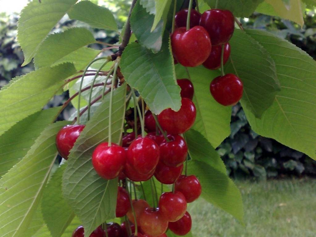 Alberi da frutto