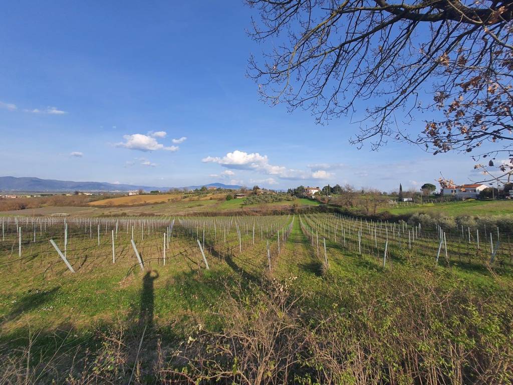 Terreno agricolo, marciano della chiana