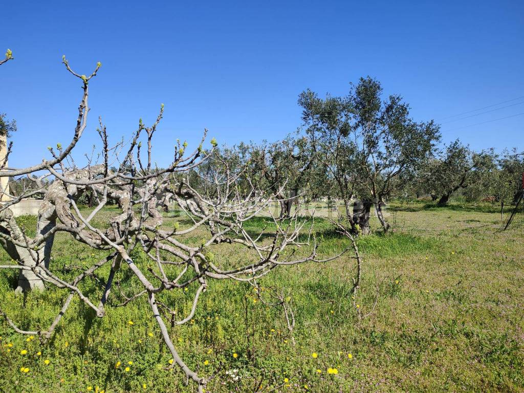 rustico con terreno