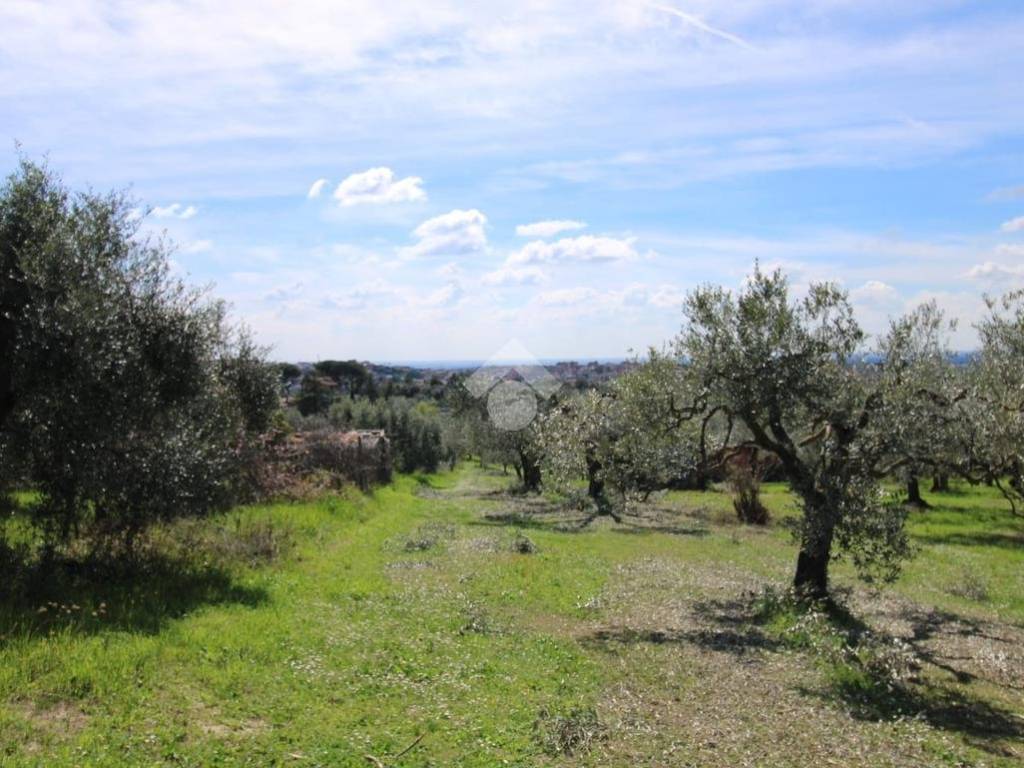 Terreno grande Baccani