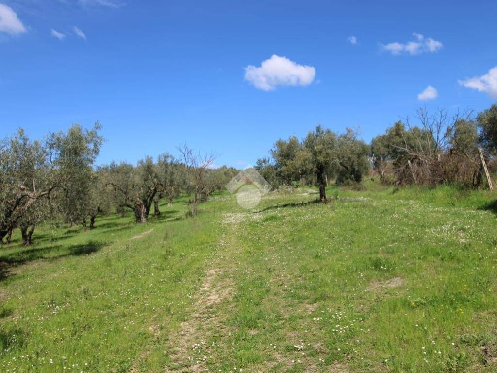 Terreno grande Baccani