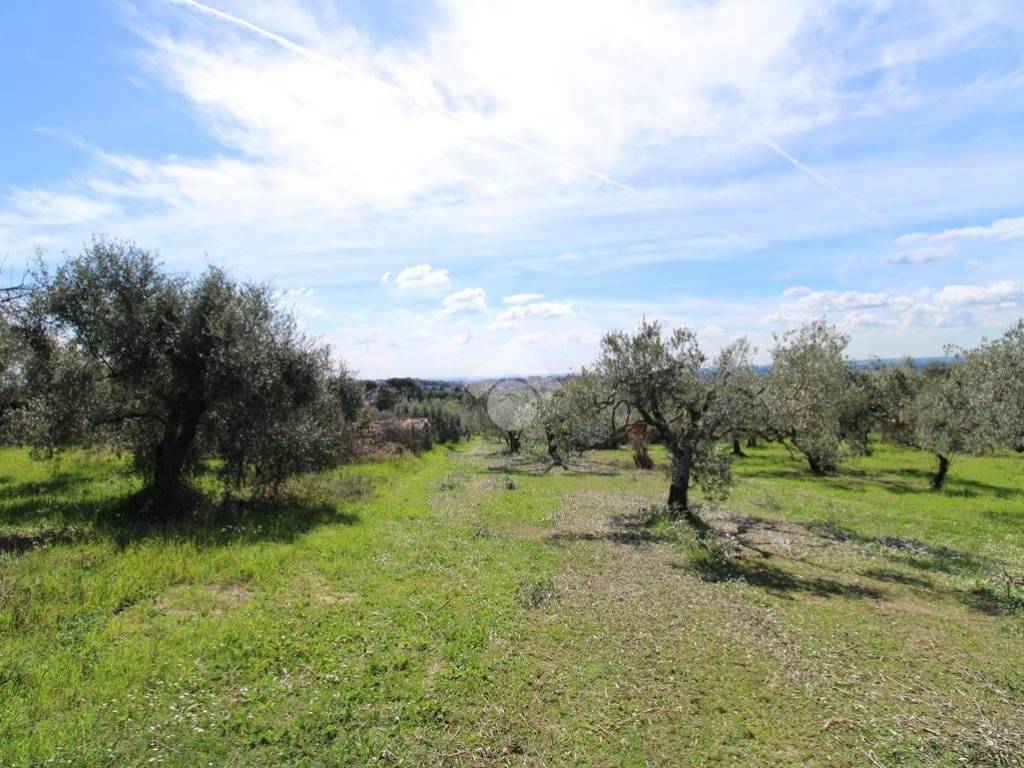 Terreno grande Baccani