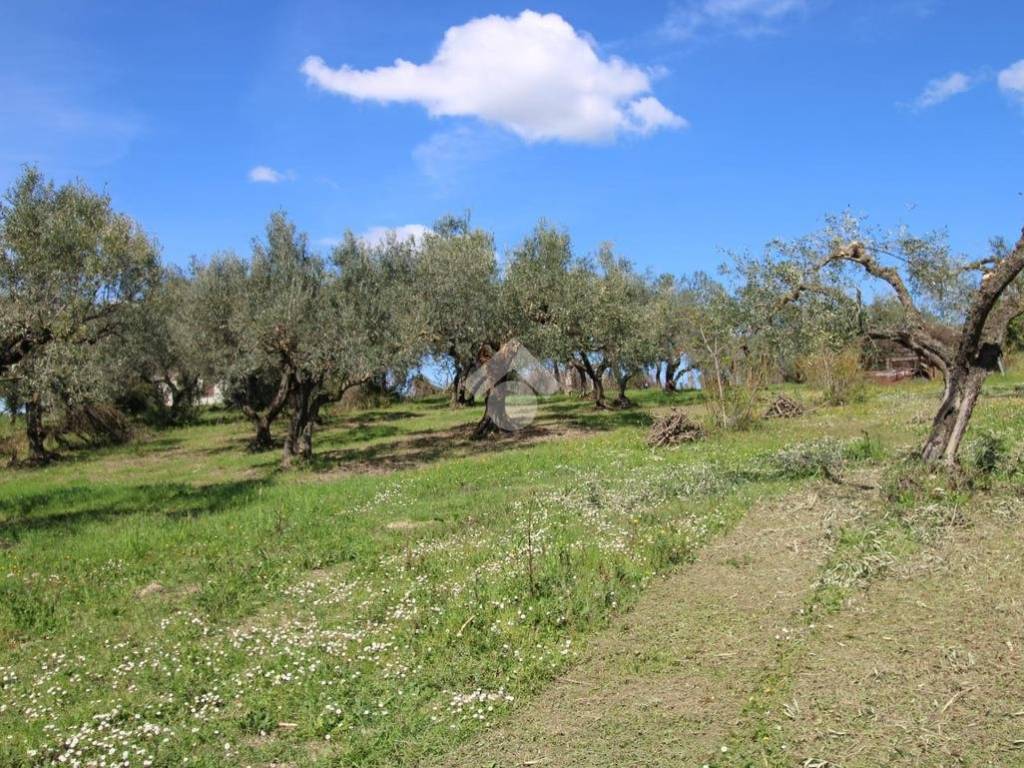 Terreno grande Baccani