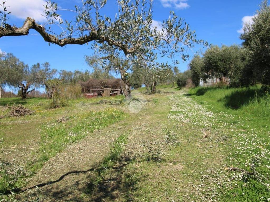 Terreno grande Baccani