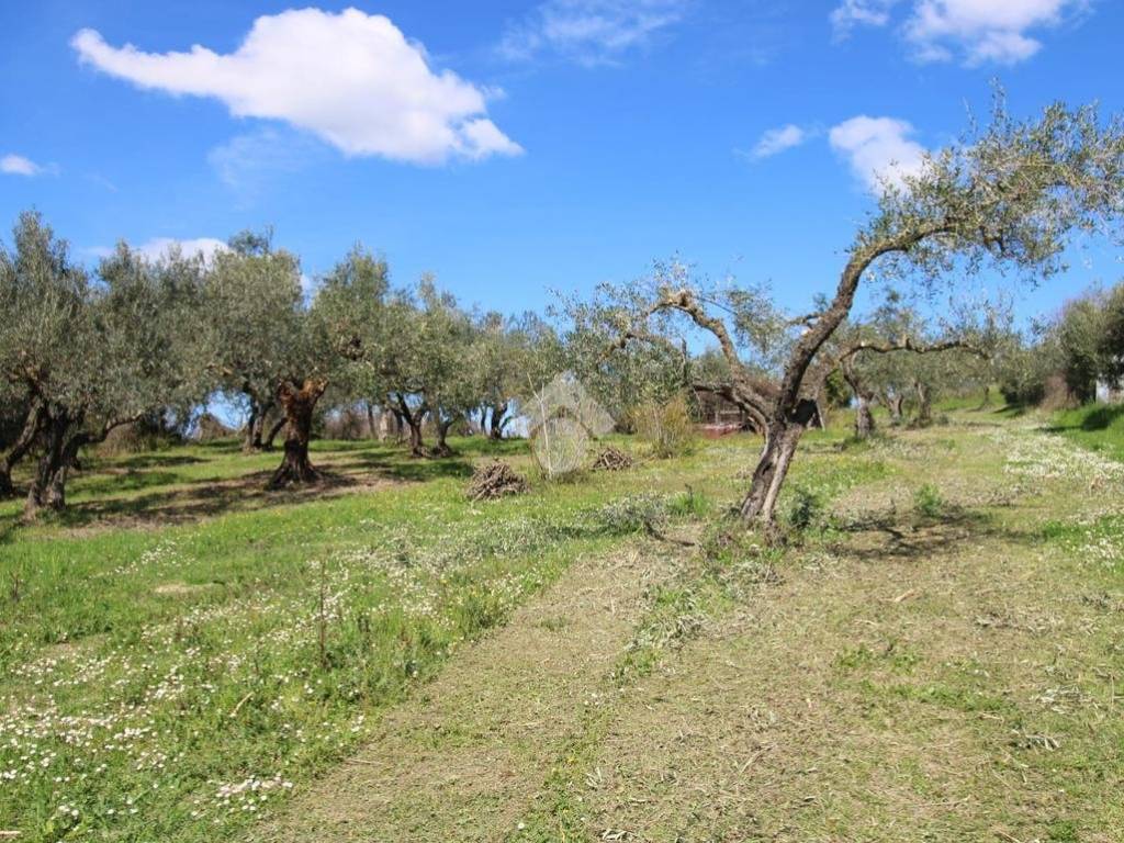 Terreno grande Baccani