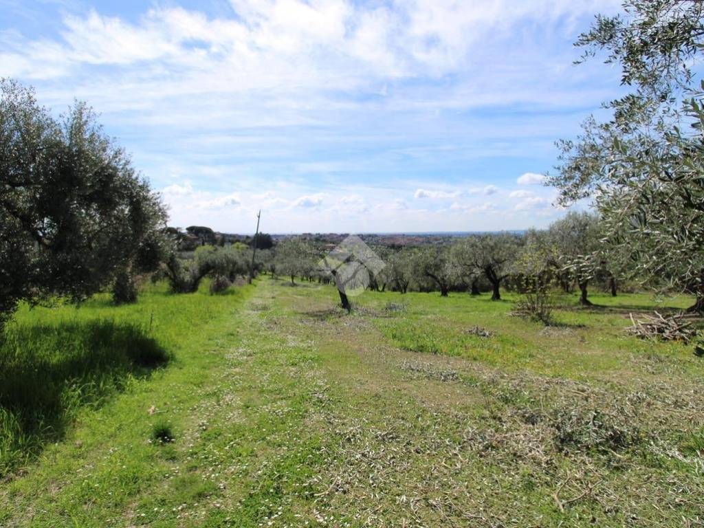 Terreno grande Baccani