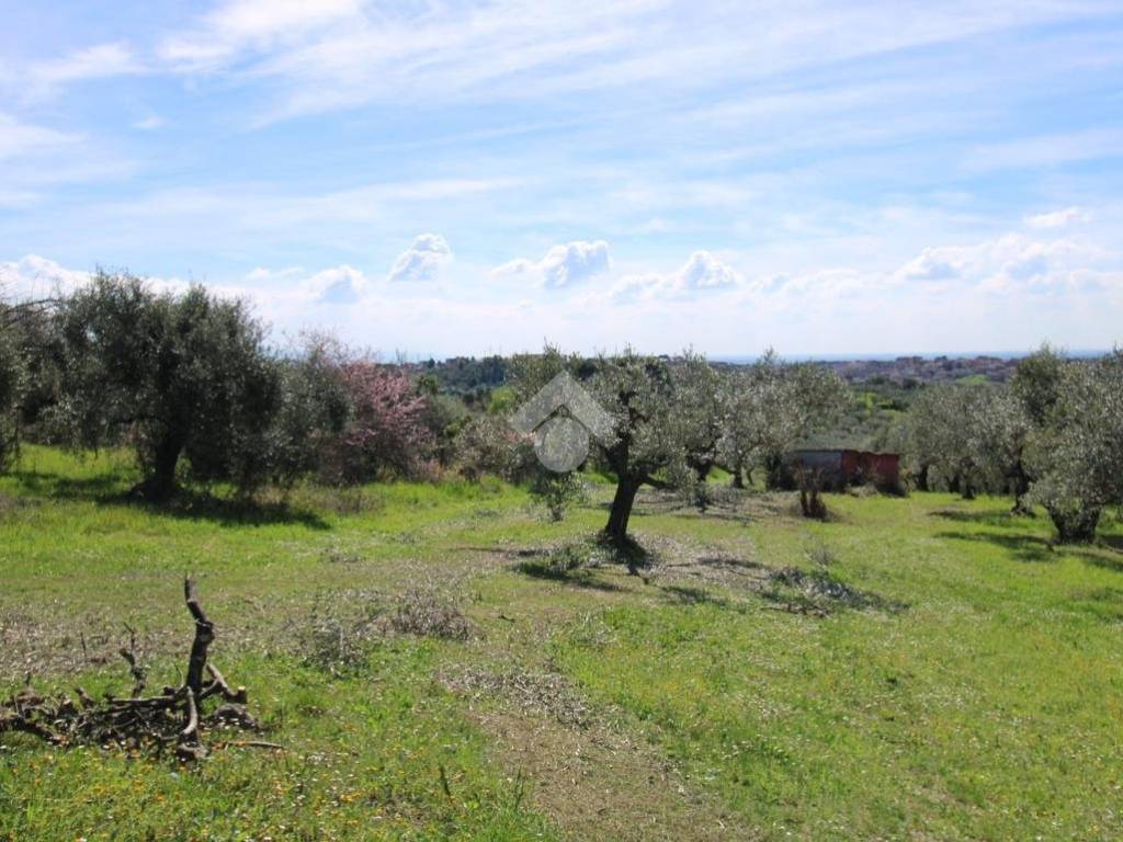 Terreno grande Baccani (54)