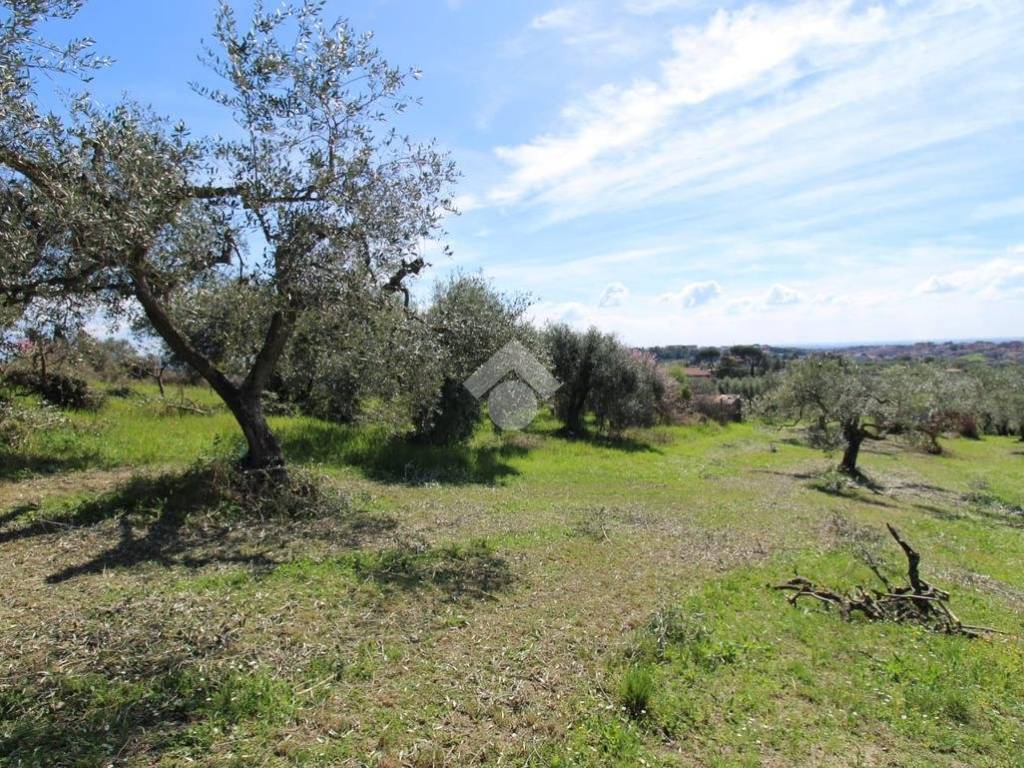 Terreno grande Baccani (57)