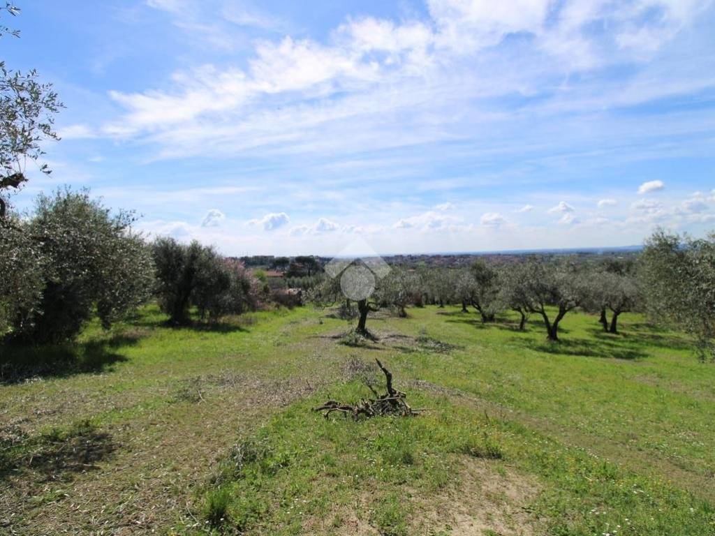 Terreno grande Baccani (58)