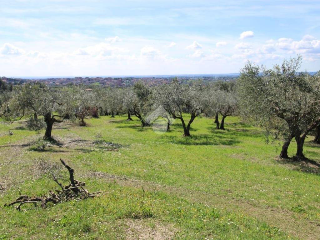 Terreno grande Baccani (61)