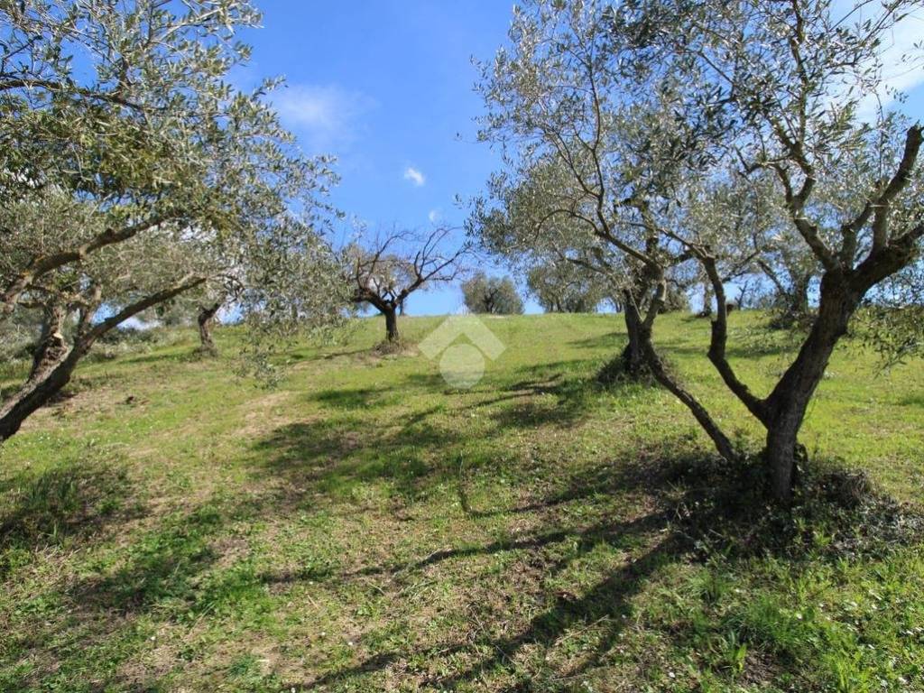 Terreno grande Baccani