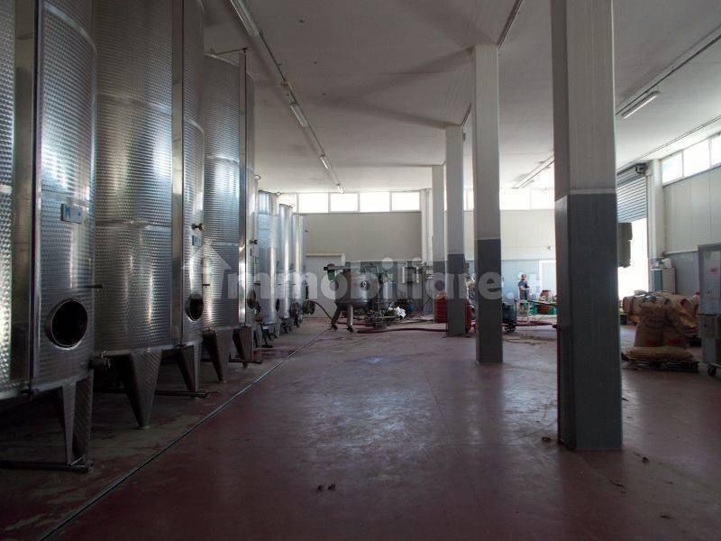 Ripatransone- Azienda Agricola Cantina Nuova.jpg