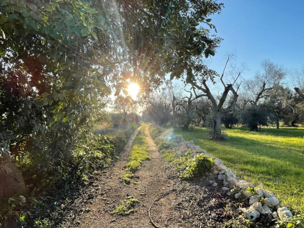 Terreno con Pajara in vendita a Carpignano