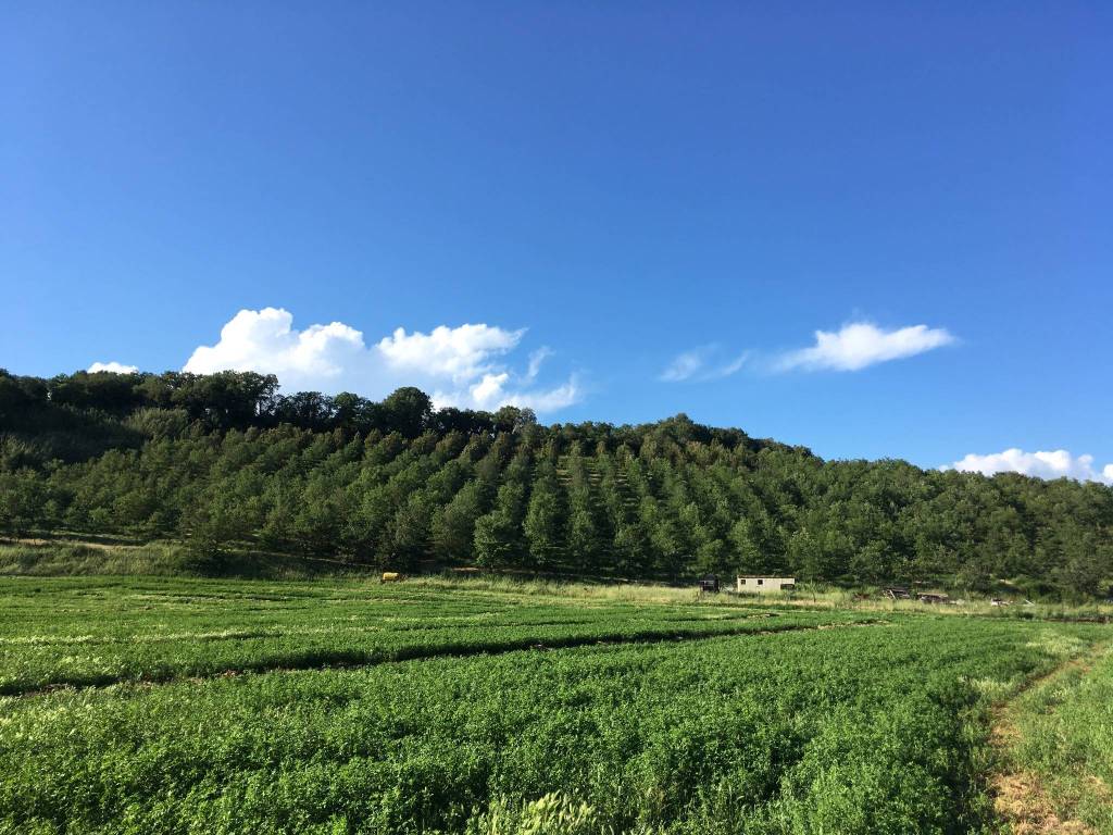 Terreno agricolo strada tuscanese, tuscania