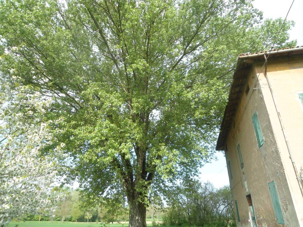 ALBERO