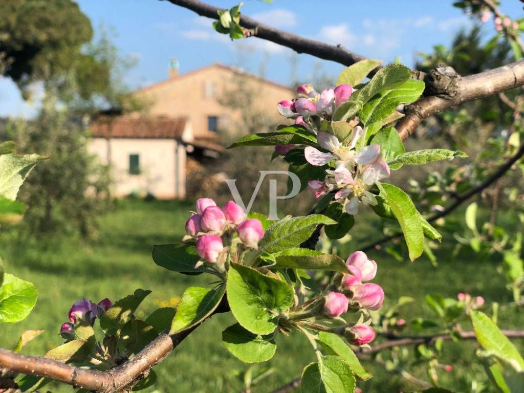 primavera a Bolgheri