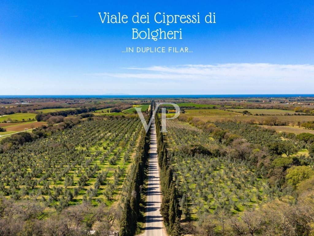 Viale dei Cipressi di Bolgheri