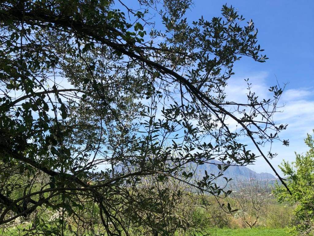 Terreno agricolo via  giuseppe mazzini, sorbo serpico