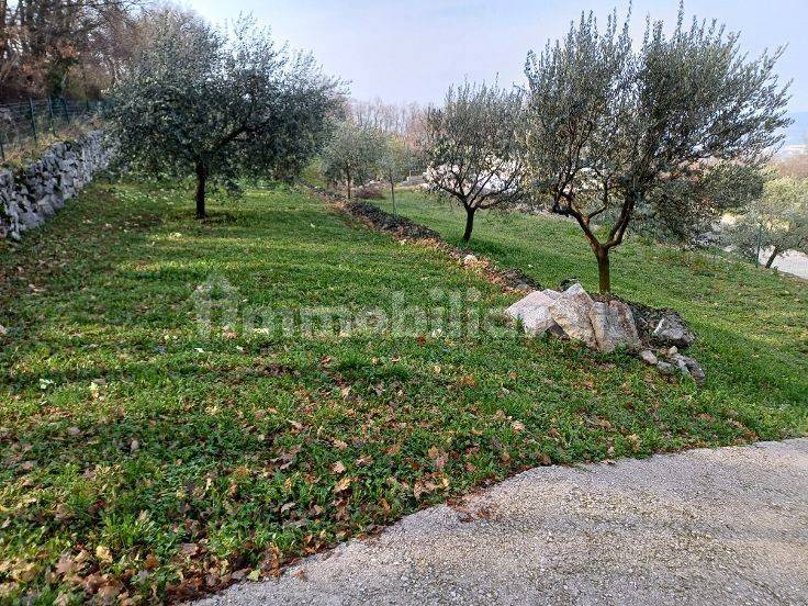 terren oad olivi