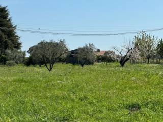 REALE