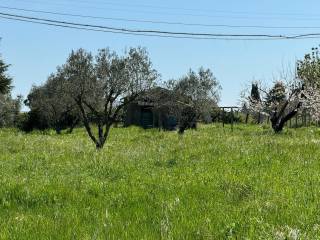 REALE