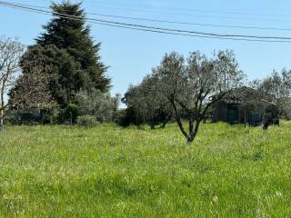 REALE