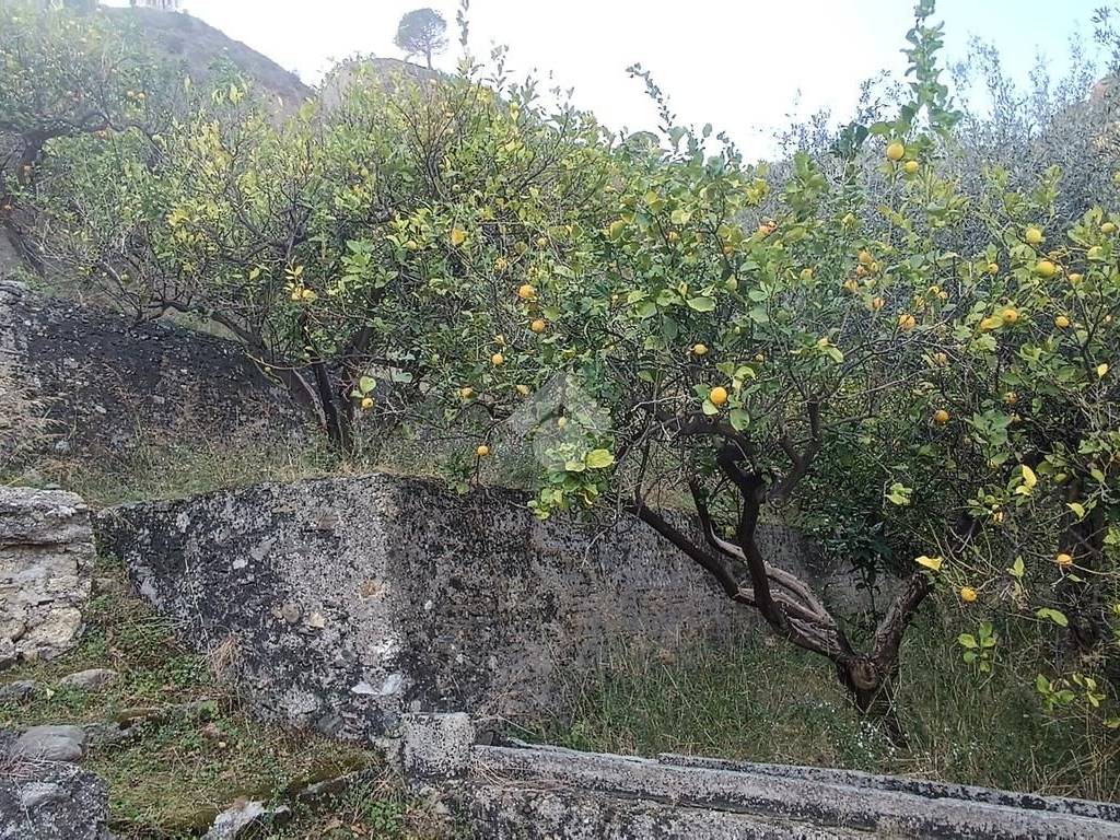 Terrazzamento (5)