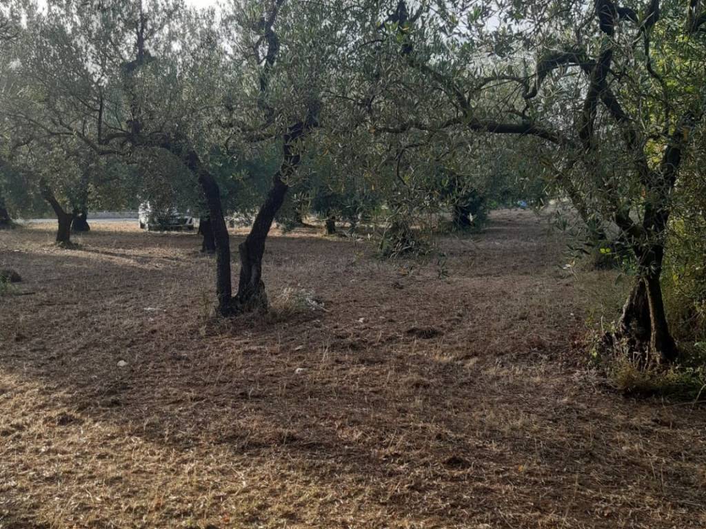Terreno agricolo via ponteritto 61, formia